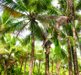 Obraz premium Beautiful palm trees against the blue sky