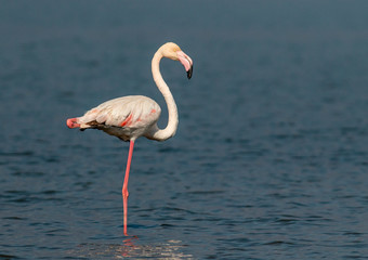 Greater Flamingo of Lake Kerkini