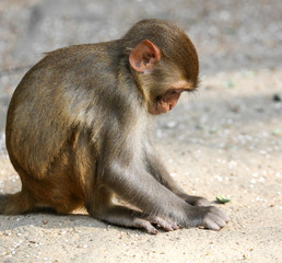 Monkeys eat in the park