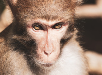 Portrait of a monkey in the park