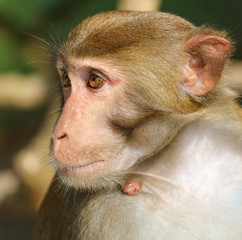 Portrait of a monkey in the park