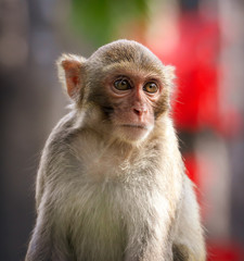 Portrait of a monkey in the park