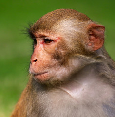 Portrait of a monkey in the park