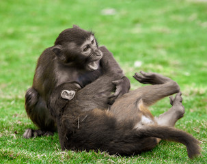 Monkey fight in the park