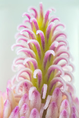 pink flower pistil closeup