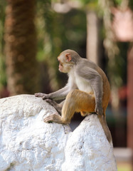 A monkey sits on a stone in a park