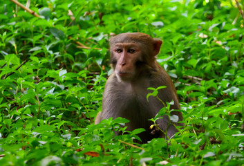 Portrait of a monkey in the park