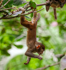 Little monkey on a tree in the park