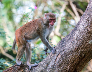 Little monkey on a tree in the park