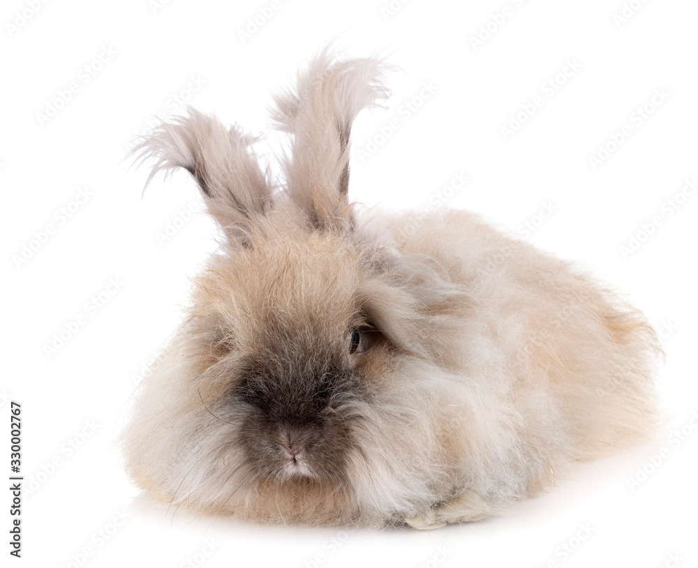 Canvas Prints english angora rabbit