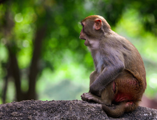A monkey sits on a stone in a park