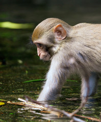 Monkey in the pond in the park