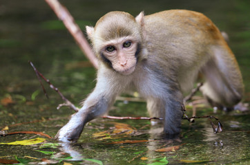 Monkey in the pond in the park