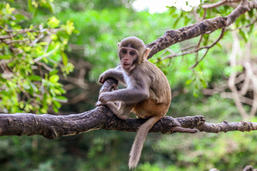 Little monkey on a tree in the park