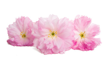 sakura flower isolated