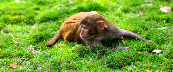 Portrait of a monkey in the park