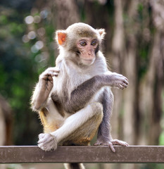 Portrait of a monkey in the park
