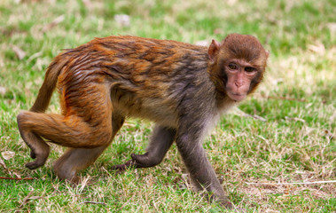 Monkey runs on the grass in the park