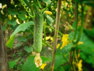 Small cucumber hanging on the plant. Cucumber cultivation image