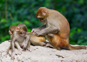 The monkey is looking for lice in the hair