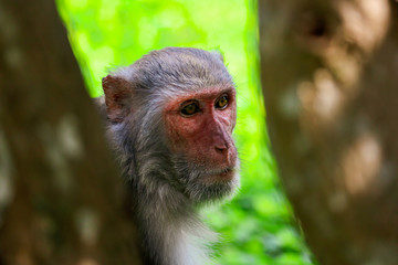 Portrait of a monkey in the park