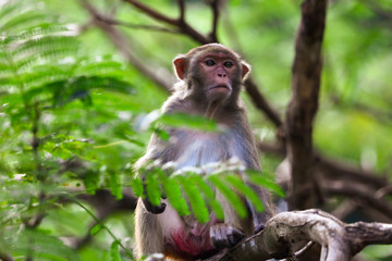 Little monkey on a tree in the park