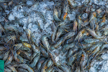 Thailand, Animal, Animal Shell, Blue, Bucket