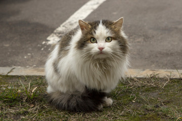 beautiful fluffy dirty multi-colored homeless kitty sitting on the side of the road