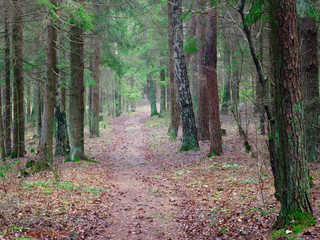 panorama of an old spruce forest with moss on the ground