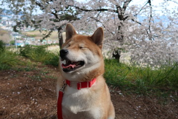 portrait of a dog