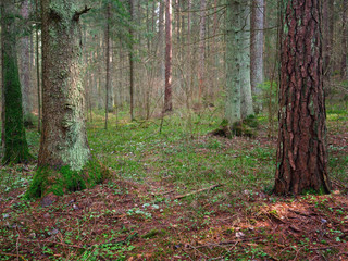 panorama of an old spruce forest with moss on the ground
