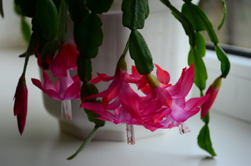 Beautiful pink Schlumbergera truncata, commonly known as Christmas Cactus