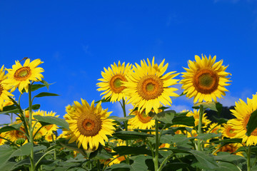 ヒマワリ・三ノ倉高原（福島県・喜多方市）