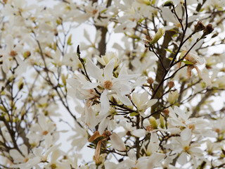  (Magnolia stellata) der Stern-Magnolie. Blühender Strauch mit Prächtige weiße Blüten 