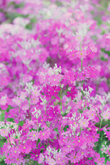 プリムラマラコイデス（縦）