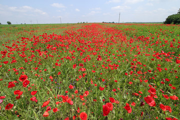 Gorgeous floral background strewn with red poppies