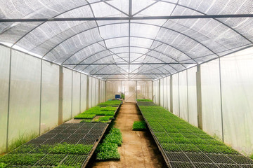 Inside of Vegetable plant nursery