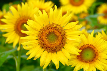 ヒマワリ・三ノ倉高原（福島県・喜多方市）