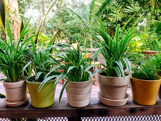 Small potted plants on a shelf