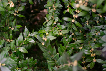  Branches and green leaves of boxwood. Boxwood is blooming.