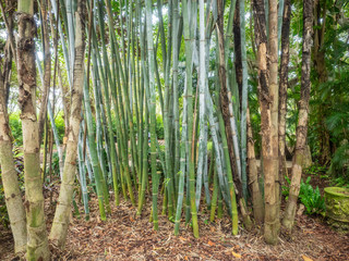 Giant timber bamboo