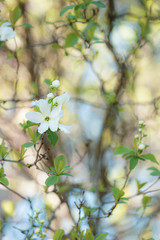 控えめで美しいリキュウバイ