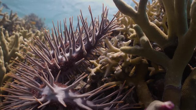 Close up of Crown of thorns starfish on coral