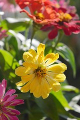 Beautiful Zinnia flowers background,nature background with bokeh.