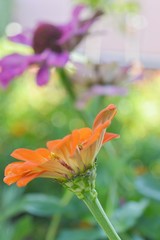 Beautiful Zinnia flowers background,nature background with bokeh.