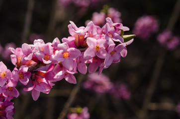 Branch with flowers of Daphne mezereum photographed in nature