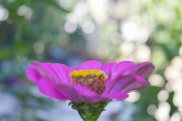 Beautiful Zinnia flowers background,nature background with bokeh.