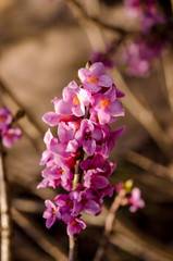Branch with flowers of Daphne mezereum photographed in nature