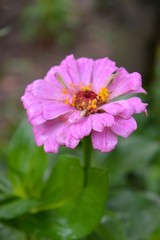 Obraz premium Beautiful Zinnia flowers background,nature background with bokeh.