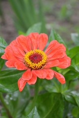 Beautiful Zinnia flowers background,nature background with bokeh.